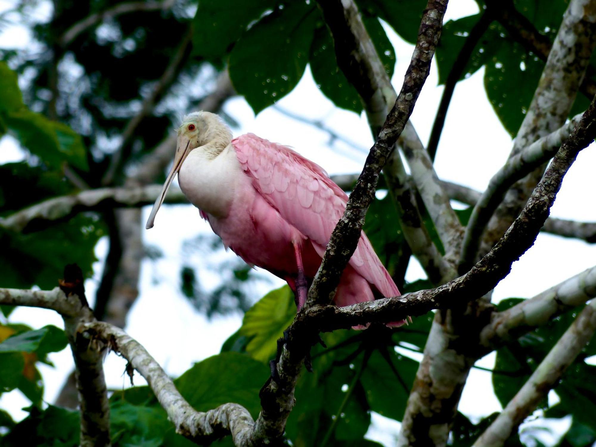 La Selva Eco-Lodge & Retreat Providencia Buitenkant foto